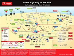 mTOR-Signaling at a Glance